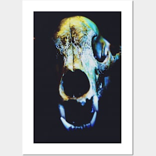 Skull of a predator Posters and Art